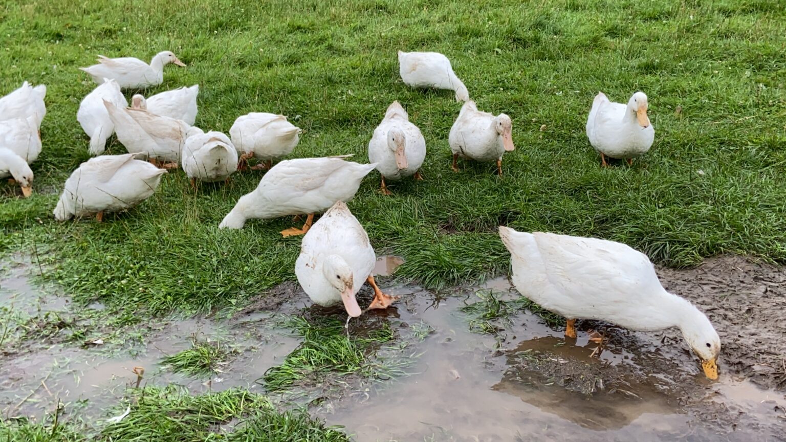 Poultry Cuts Poultry Cuts