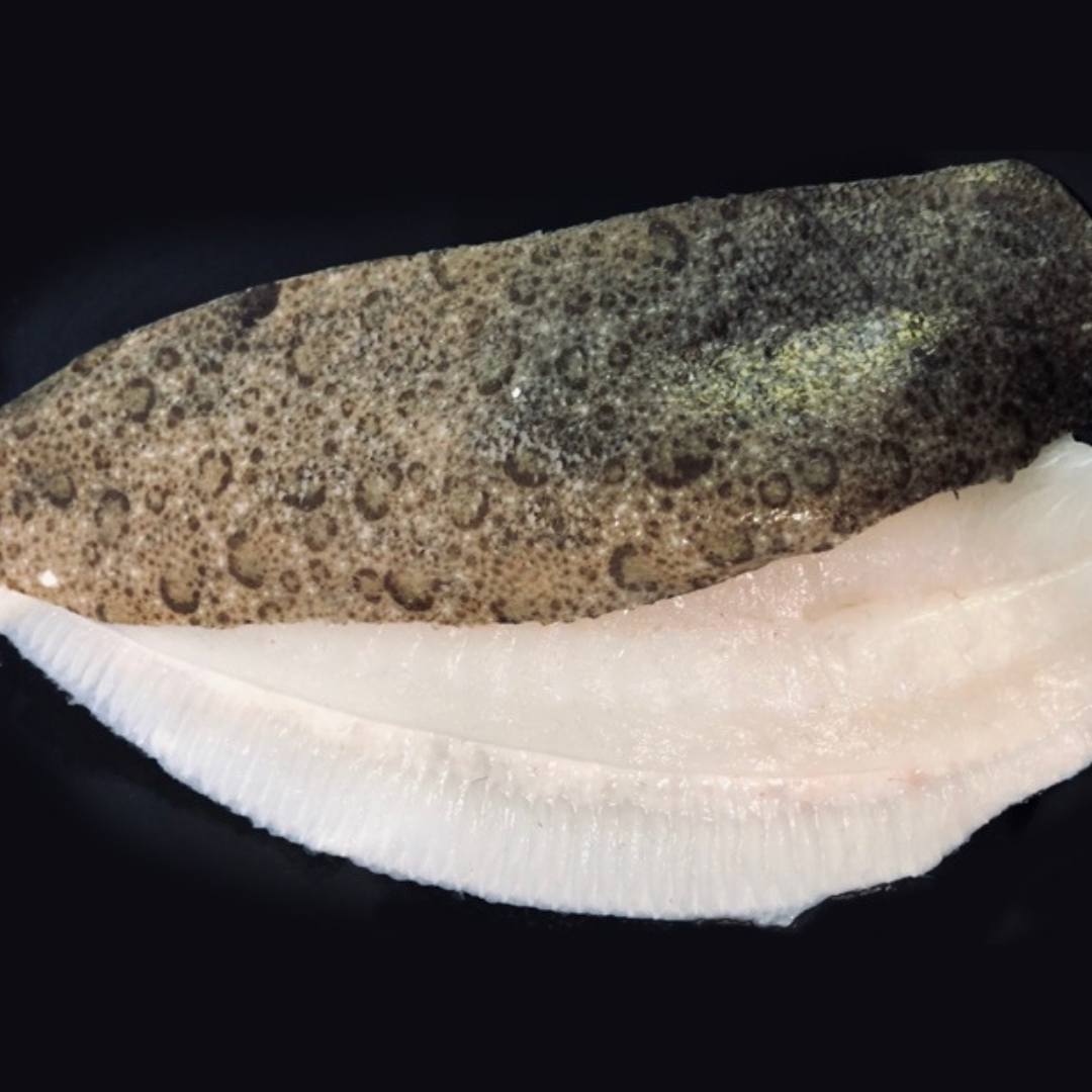 buy brill fillets