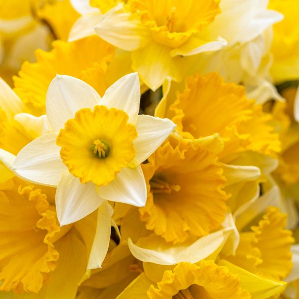 Ten bunches of fresh Cornish daffodils gift-wrapped in a box, perfect for spring gifting and Mother’s Day.