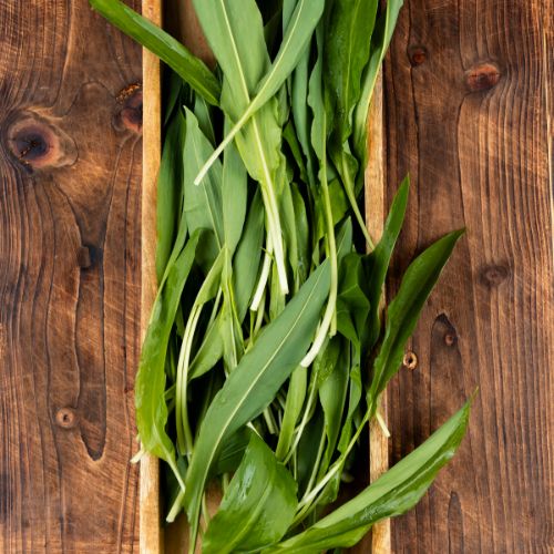 Wild Cornish Garlic