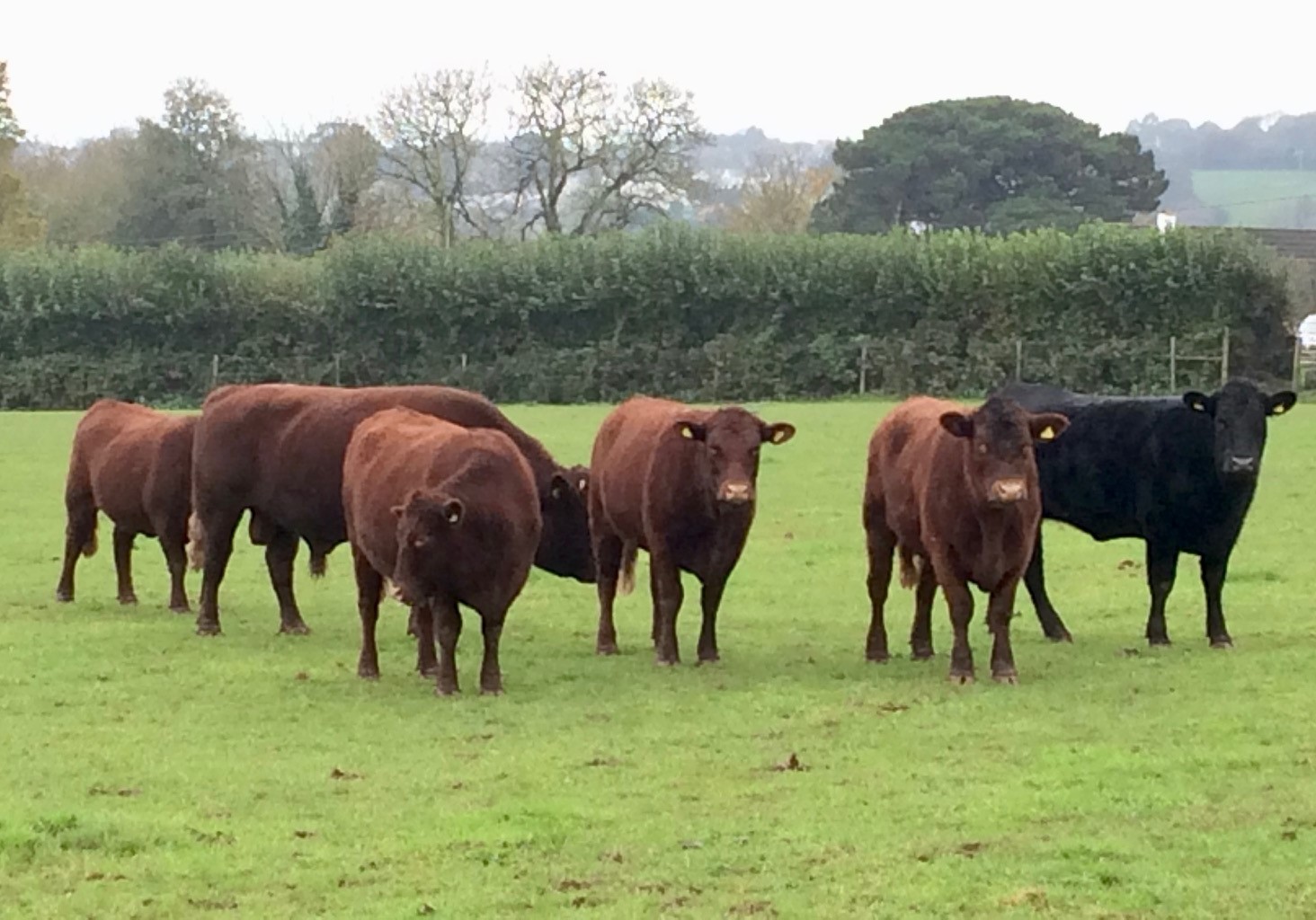 grass fed heritage beef